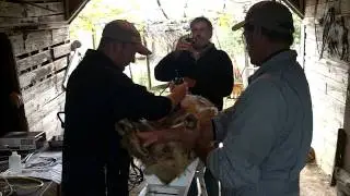 East Friesian Sheep Embryo Transfer Preparation