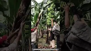 Banana Harvesting Tool for supporting and cutting heavy banana bunches Best for agriculture #tool