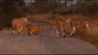 Two Lion pride sightings | One morning | Kruger National Park with PK Safaris