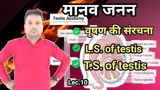 वृषण की संरचना, लंब काट एवं अनुप्रस्थ काट | Histology of testis. L.S. and T.S. of testis.
