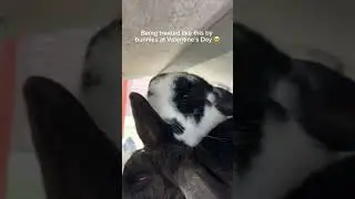 I can&rsquo;t describe the feeling ✨🪩    #love #music #bunny #valentinesday #like #love #new #rabbitmusic