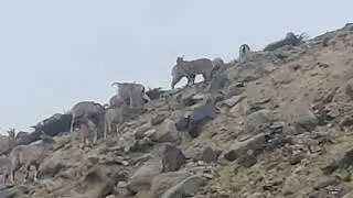 Ibex sighting Marka Valley Trek