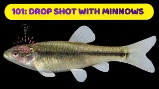 101 drop shot set up & using minnows for crappie