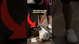 This Dog Knows Sign Language 🤯