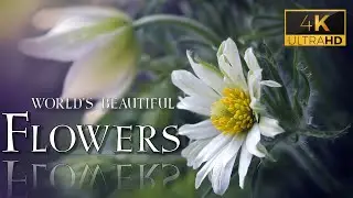 WORLDS SCENIC SCENES- Worlds Beautiful FLOWERS 4K ULTRA HD,with soothing piano music.