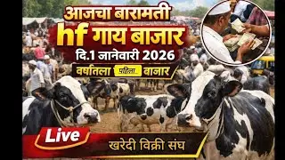 आजचा बारामती गाय बाजार || Baramati cow Market in pune maharashtra || 