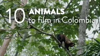 TOP 10 ANIMALS TO FILM IN COLOMBIA