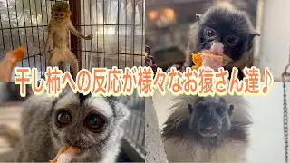 おそらく初めての干し柿！？お猿さん達の反応が様々で楽しめました♫