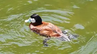 Ruddy Duck
