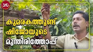 കുമരകത്തുണ്ട് ഷിജോയുടെ മുന്തിരിത്തോപ്പ് | Grapes | Farming