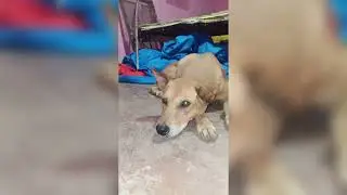Dog Waiting for Food 🍲🐶 | Cute & Funny Reaction While Eating ❤️