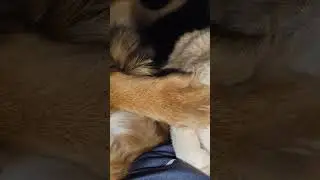 Amor de cuatro patas 😍 siempre pelean por qui&eacute;n se queda arriba mio 😂