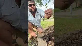 Digging Up FREE Oak Trees!