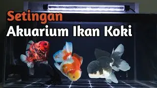 saya setting Aquarium ikan mas Koki!