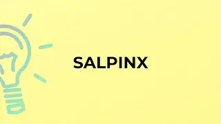 What is the meaning of the word SALPINX?