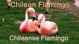 Chilean Flamingo ( Chileense Flamingo )