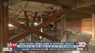 Bear found under home in Wofford heights