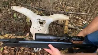 Sag r1000 5.5 vs CRÂNIO BOVINO