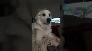 #dog Dogs are so funny 藍藍 #funnydogvideos #funnydog #dogsoftiktok #dogs #dogsv