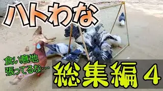 ハトトラップ総集編４～鳩たちのくるみ割り人形～