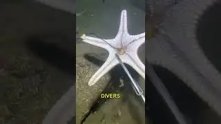 crabs-on-sale-deep-sea-bargain-hunting