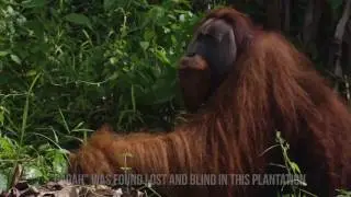 Blind Orangutan Rescued in Sumatra From a Palm Oil Plantation (PWB)
