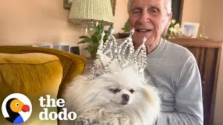 Tiny Dog Demands Ultimate Pampering From 88-Year-Old Dad | The Dodo