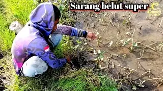TERBUKTI BESAR BESAR... MANCING BELUT BESAR DI RAWA BRANTAS
