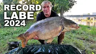 LOV VELKÝCH KAPRŮ LABE 2024 carp fishing lov kapra karpfen angeln #fishhobo