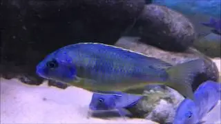 Naevochromis chrysogaster  