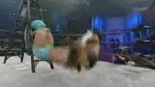 Aj Styles - Springboard Reverse ddt off the ladder