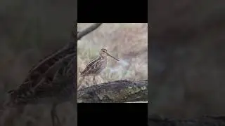 burung Trinil #viral #shortvideo #fyp #birds