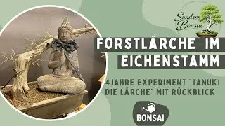 2026-04 Projekt Tanuki nach 4 Jahren -Hält die Beziehung? Forstlärche und Eichenstamm