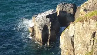 Shags and Sea, St.Ives,Cornwall, August 26,2023