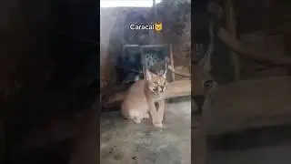 Scary Caracal😱 #clarksafari #animals #zoo #caracal #safari #clark #adventure #animallovers