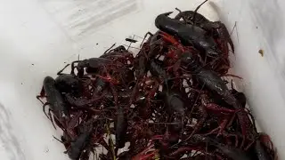 Santa Rosa crawfishing #crawfish #fishing #hunting #explore #outdoors #fyp #adventure #fish #cooking