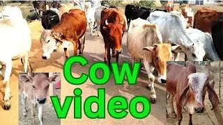 Cow videos//Indian cow