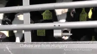 Transport Calves Turkey/Transport kalveren Turkije