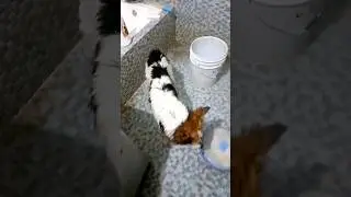 Dog caught in bathroom #ashortaday #doglover #chill #bathing