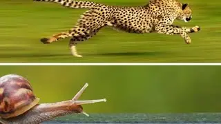 snail to chetah 🐆:programming languages