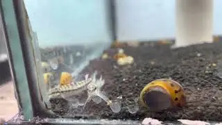 Darter Goby Tetra 