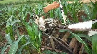 Alat danger jagung