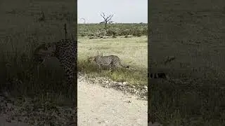 #cheetah hunting, catching an Impala in #Mjejane Private Game Reserve #wildlife #southafrica