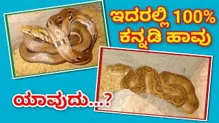 ಇದರಲ್ಲಿ 100% ಕನ್ನಡಿ ಹಾವು ಯಾವುದು? ಬನ್ನಿ ತಿಳಿಯೋಣ! 
