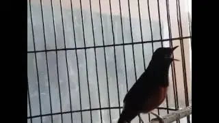 Murai batu ESCOBAR
