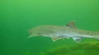7 Gills shark in BreakSea Sound comes to check me out.