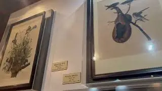 First edition Audubon prints at Audubon State Historic Site
