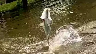 Landbased Townsville Barra!!! #fishing #barramundi #townsville #fish #landbasedfishing #outdoors