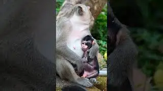 Super cutest baby monkey Shiloh, Shiloh fast growing
