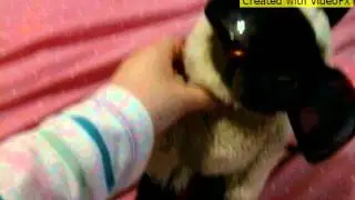 part for webkinzfan91